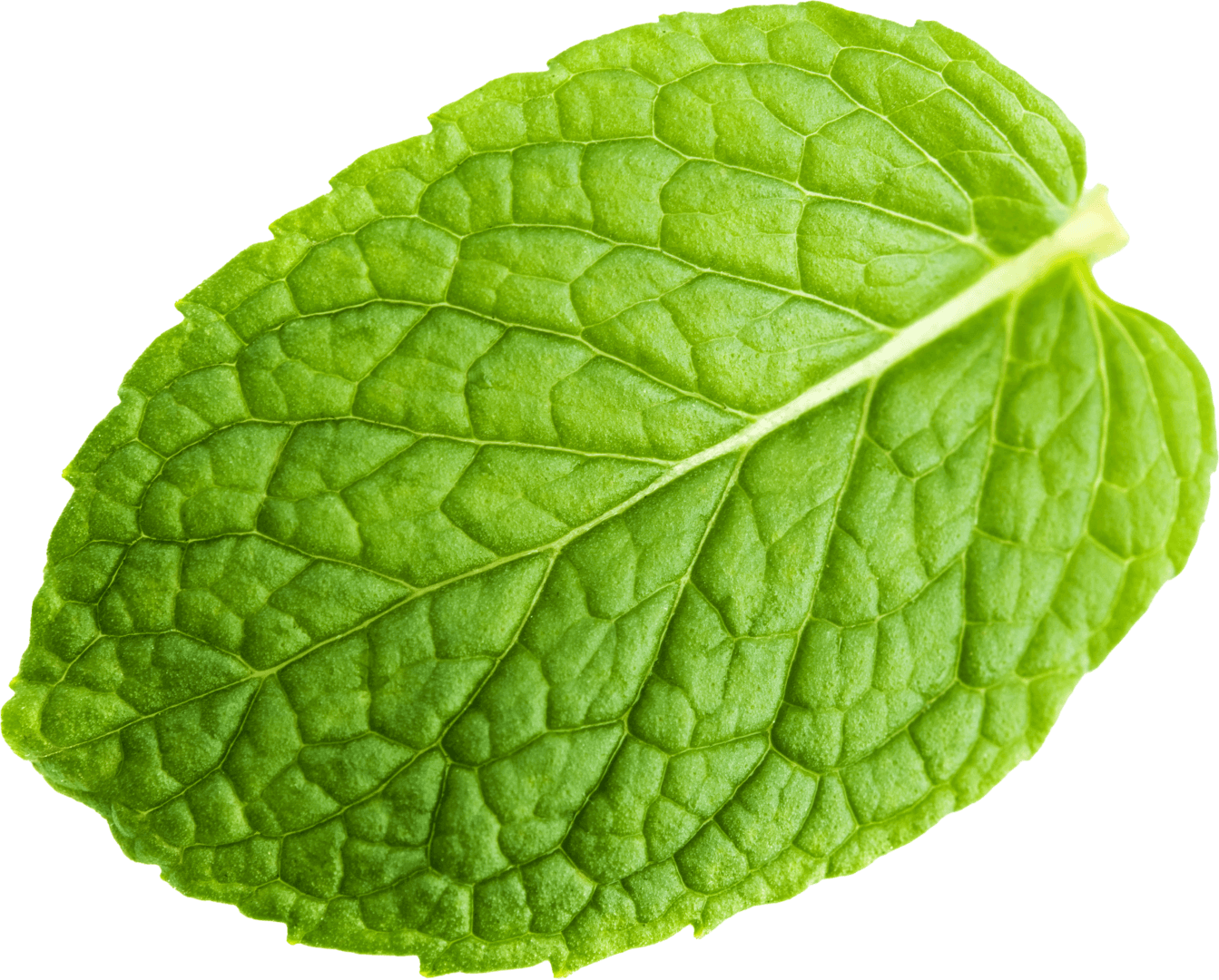 Close-up of a fresh green mint leaf with detailed veins, ideal for herbal and culinary uses.